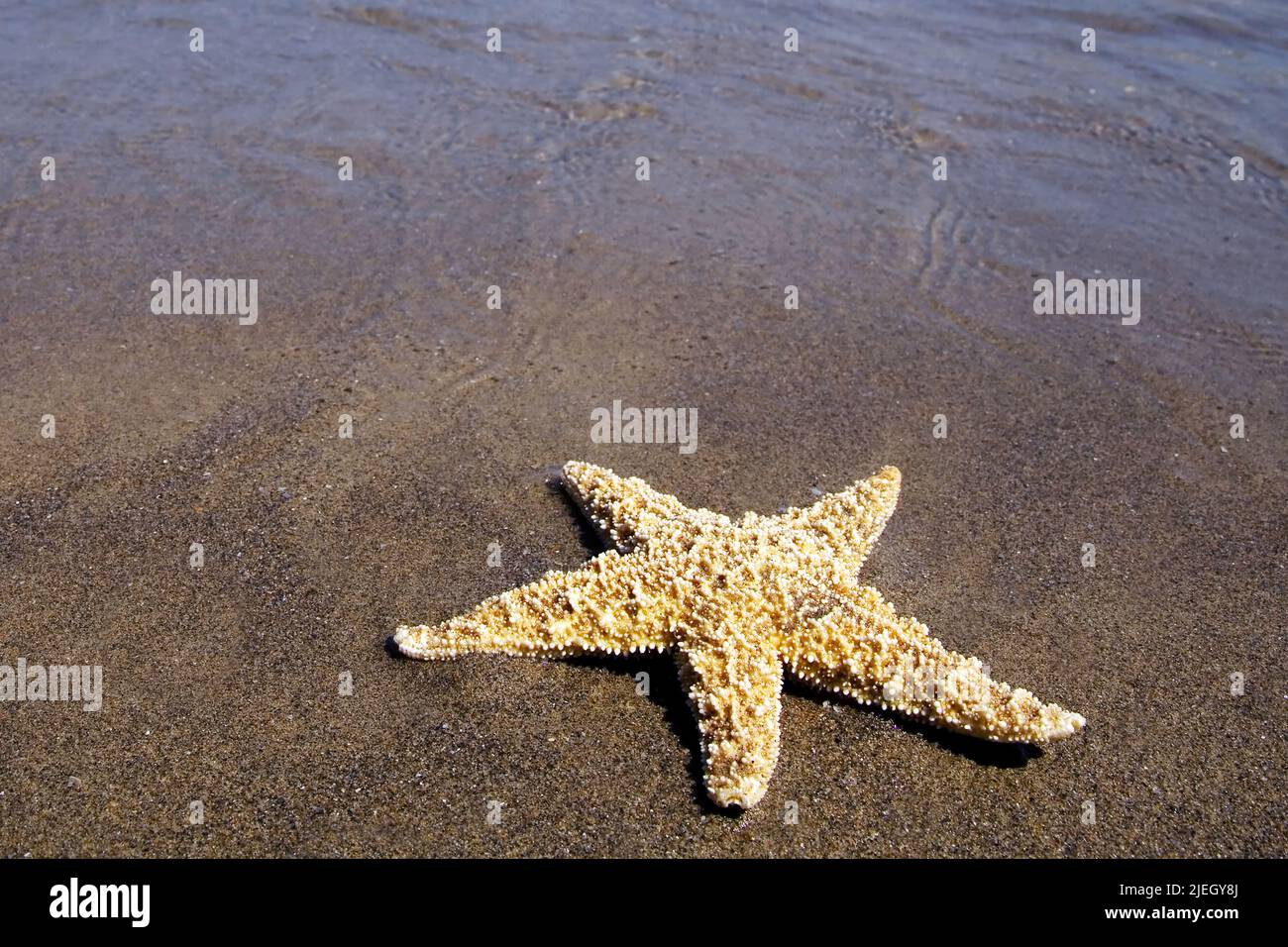 Ein Seestern liegt am Sandstrand an der Nordseeküste, Stockfoto