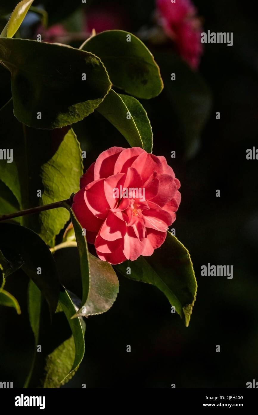 Camellia reticulata Mouchang blüht in einem Garten in Cornwall in Großbritannien. Stockfoto