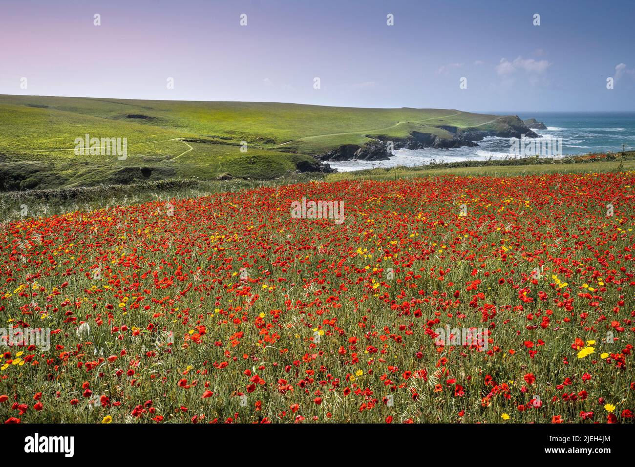 Die spektakulären, schönen Mohn-Felder mit Blick auf Polly Porth joke an der Küste von West Pentire in Newquay in Cornwall in Großbritannien. Stockfoto