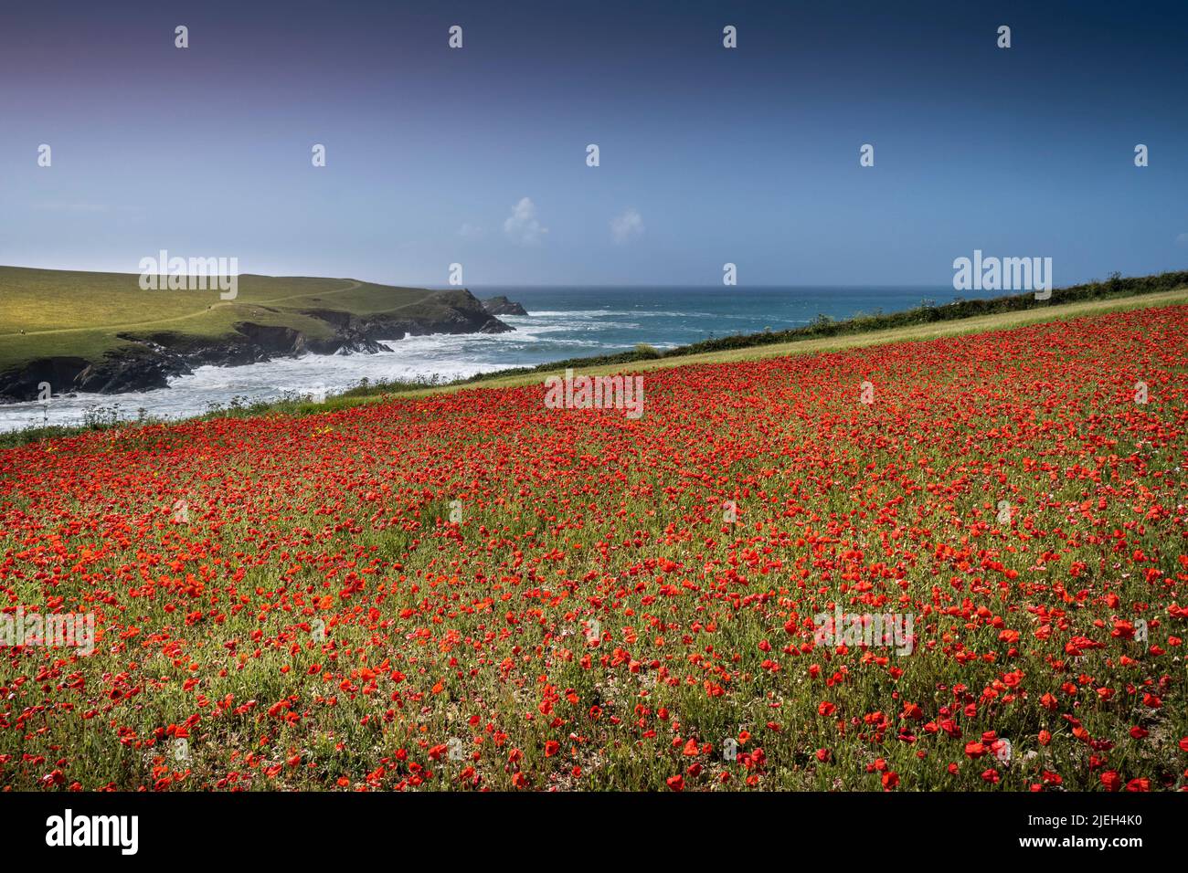 Die spektakulären, schönen Mohn-Felder mit Blick auf Polly Porth joke an der Küste von West Pentire in Newquay in Cornwall in Großbritannien. Stockfoto