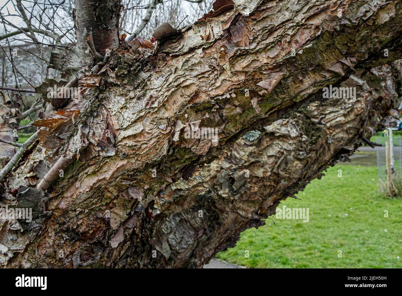 Die markante Rinde des Lenta-Baumes der schwarzen Birke Betula in den Trenance Gardens in Newquay in Cornwall im Vereinigten Königreich. Stockfoto