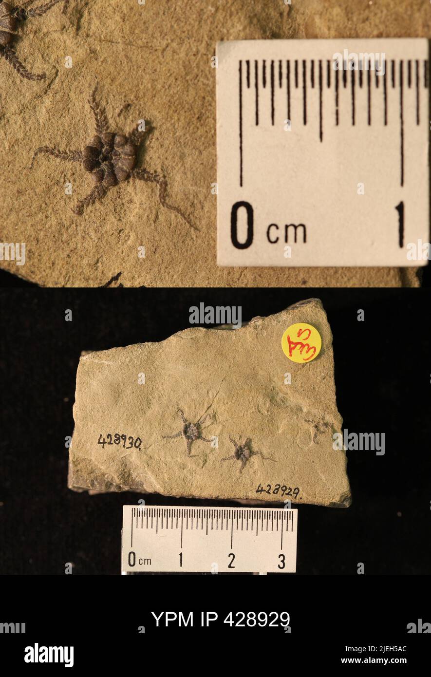 Aspiduriella scutellata (Blumenbach, 1803). Stockfoto