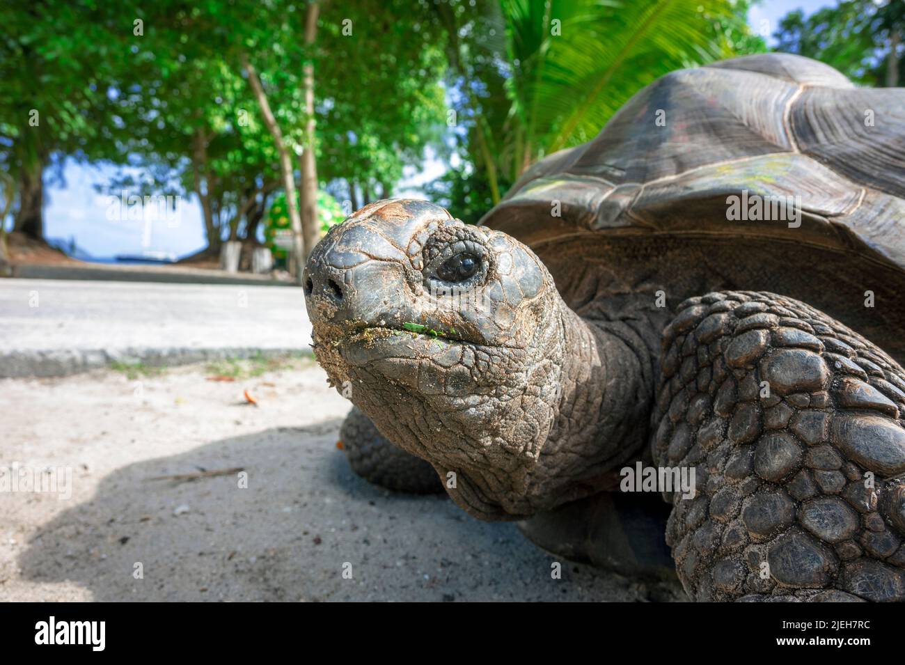 Porträt einer alten Aldabra-Riesenschildkröte Stockfoto