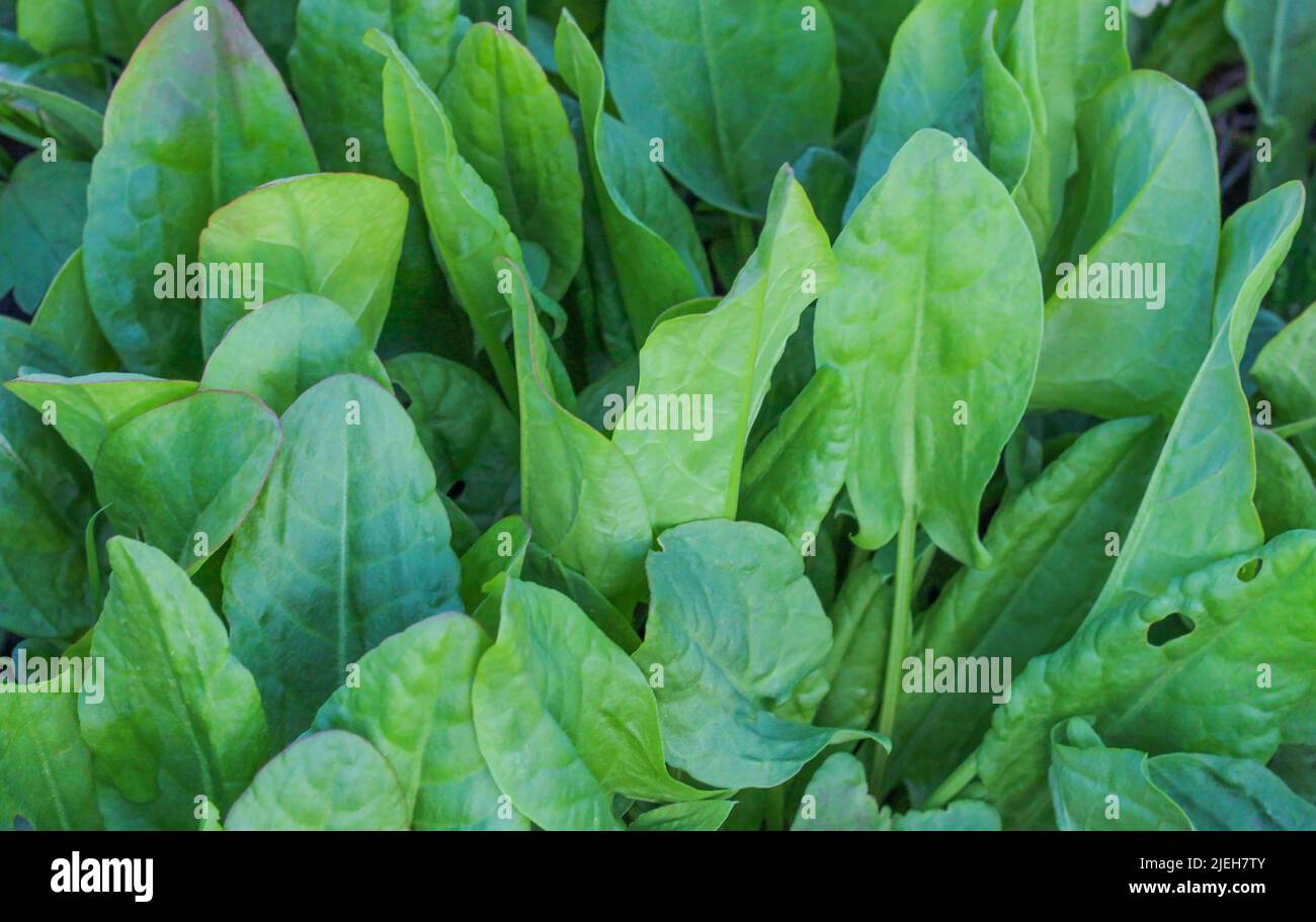 Sauerampfer wächst auf einem Bett im Garten Stockfoto