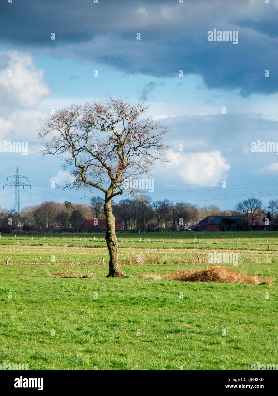 Einsamer, blattloser Baum mit Sternvögeln auf einer grünen Wiese in Ostfriesland mit bewölktem Himmel und Bauernhöfen im Hintergrund. Stockfoto