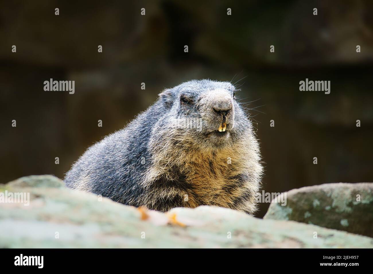 Marmot liegt auf einem Felsen gegenüber dem Betrachter. Kleines Nagetier aus den Alpen. Säugetierfoto Stockfoto