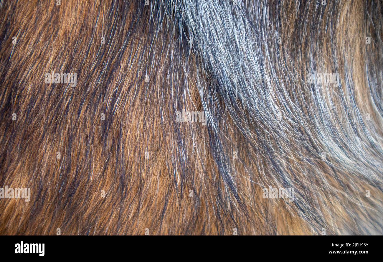 Hundefellbesatz aus der Nähe, tierische Haarstruktur Stockfoto