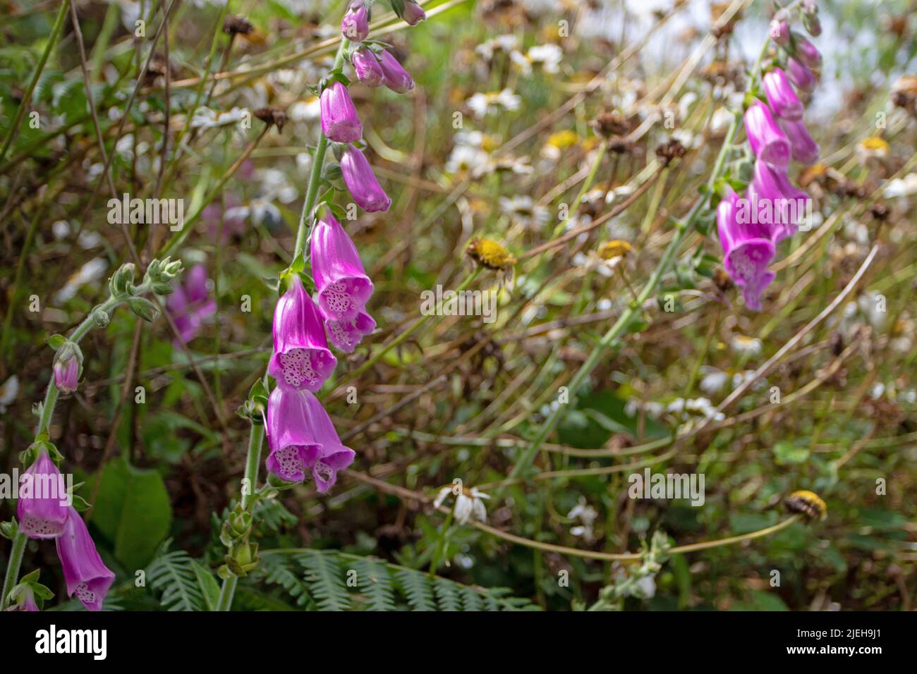 Digitalis purpurea oder Fuchshandschuh Wildpflanzen rosa schöne Blüten auf der Sommerwiese Stockfoto