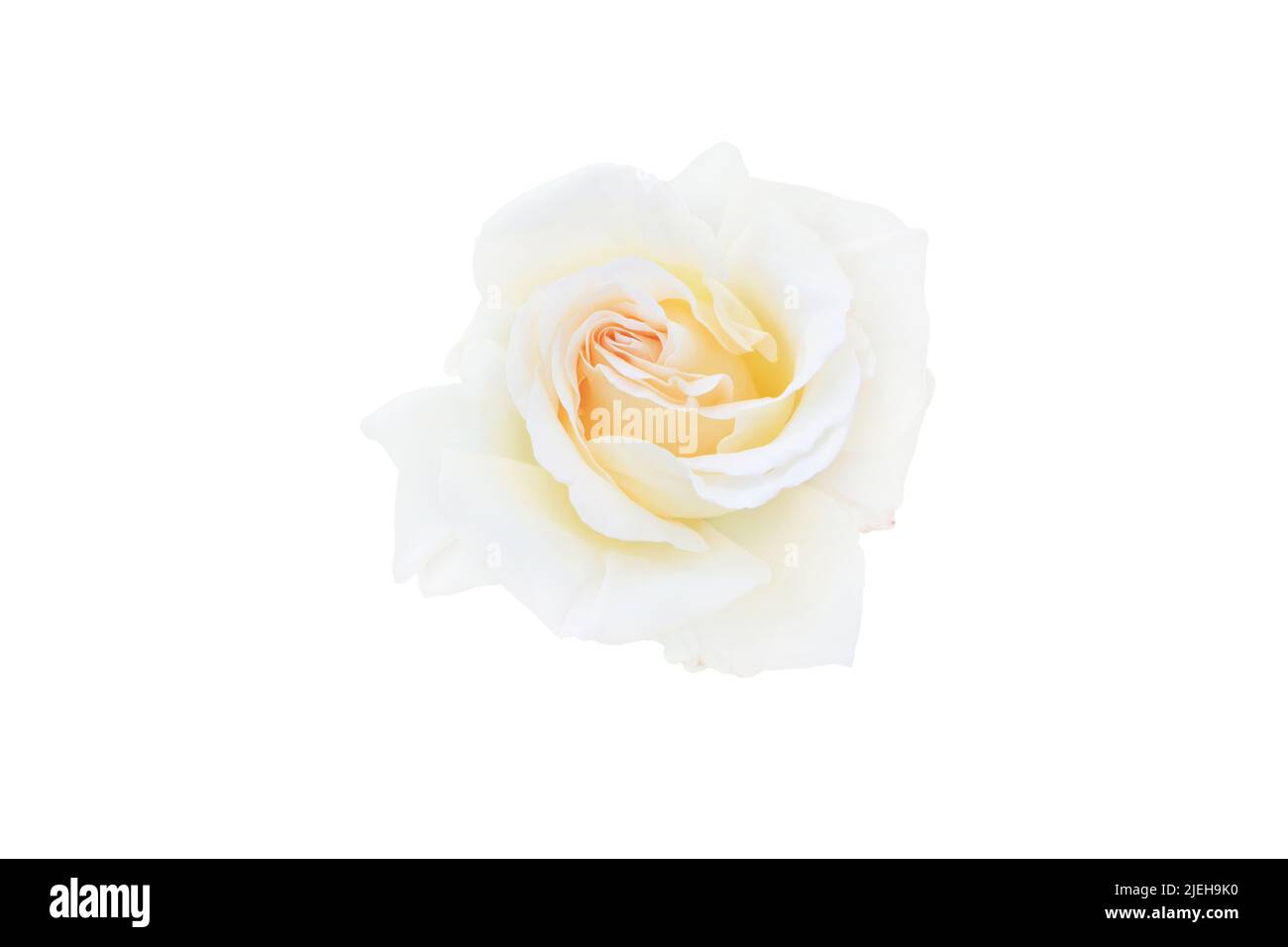 Gelb weiß Hybrid-Tee-Rose Blume isoliert auf weiß. Stockfoto
