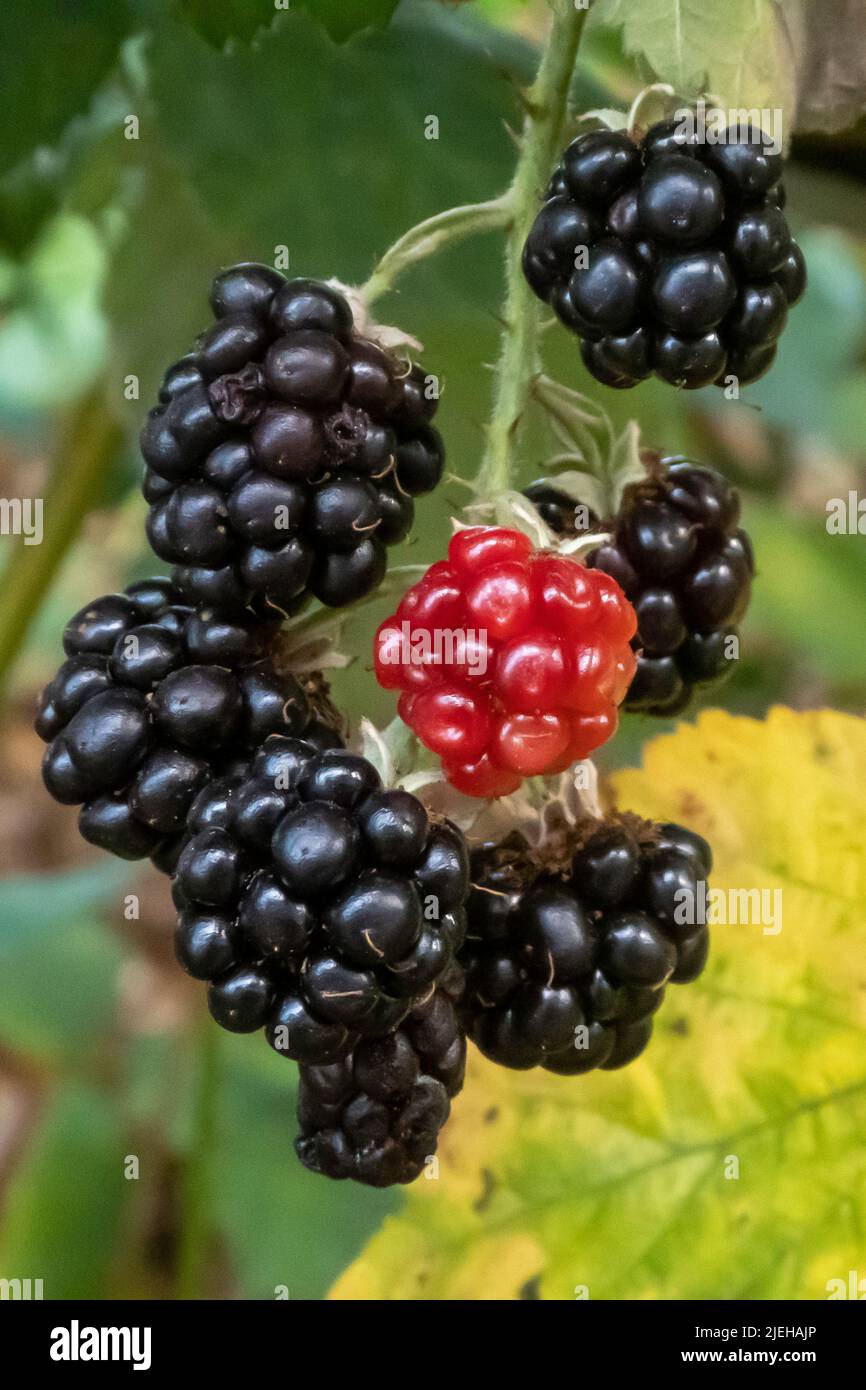 Brombeeren reif und unreif, Rubus sp. / Brombeeren reif und unreif, Rubus sp. Stockfoto