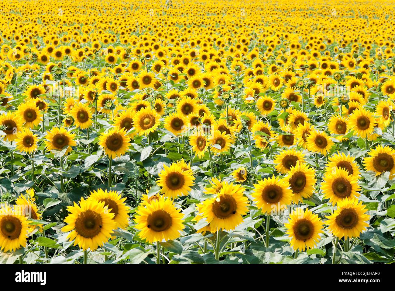 Ein Sonnenblumenfeld im Sommer, Blumen, Blüten, Sonnenblumenöl, Stockfoto
