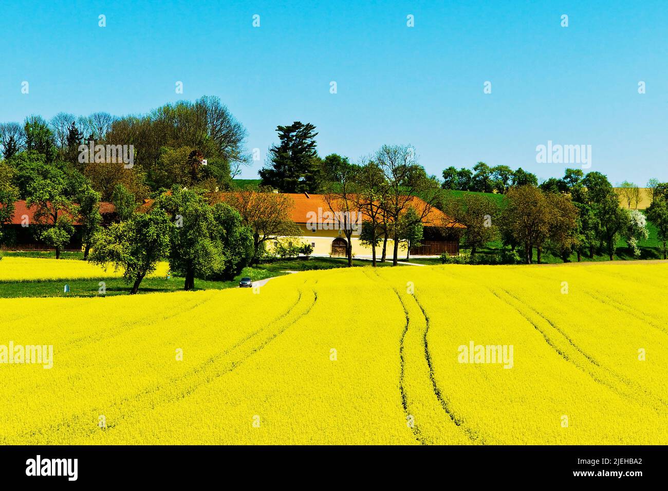 Ein gelbes Rapsfeld im Frühling vor einem Bauernhaus. Stockfoto