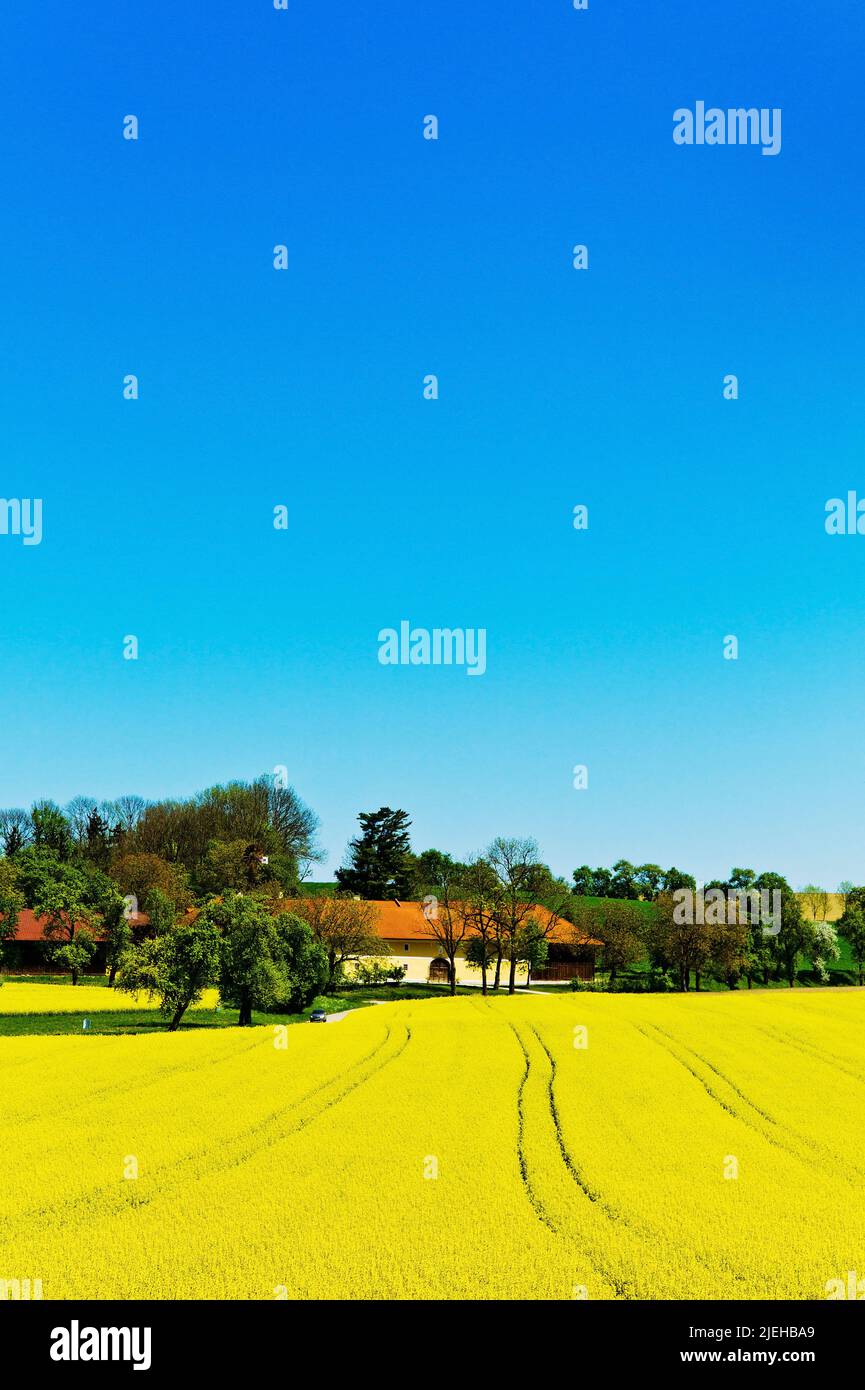 Ein gelbes Rapsfeld im Frühling vor einem Bauernhaus. Stockfoto