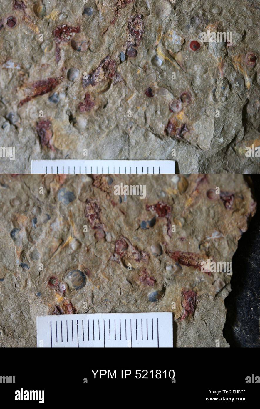 Ichnofossil. Stockfoto