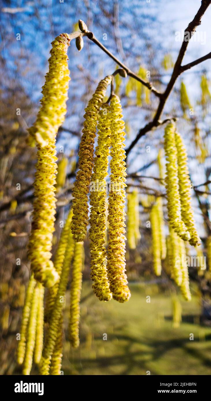 Blüten eines Hasels im Frühjahr. Qualen für Allergiker, Haselnußstrauch, Pollenallergie, Heuschnupfen, Stockfoto