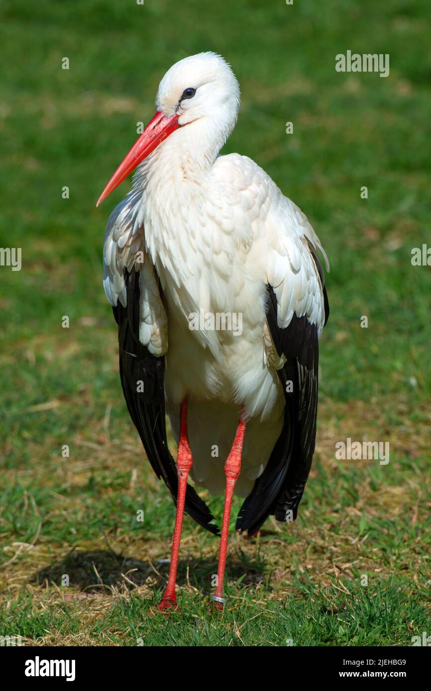 Weißstorch (Ciconia ciconia) steht auf Wiese, Brandenburg, Deutschland Stockfoto