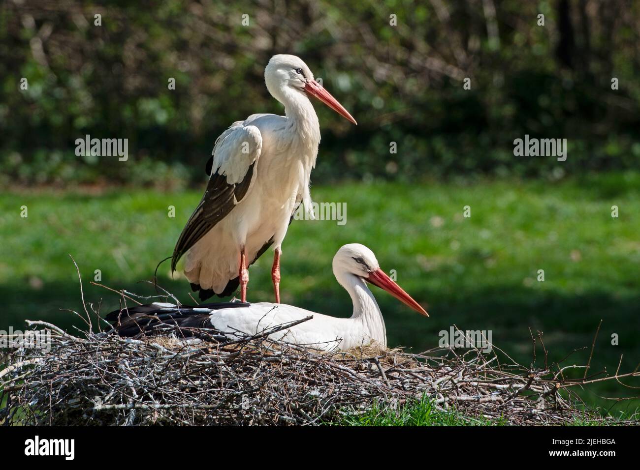 Weißstörche (Ciconia ciconia), auf Nest, Brandenburg, Deutschland, Storch, Weissstorch, Weissstörche, Paar, Stockfoto