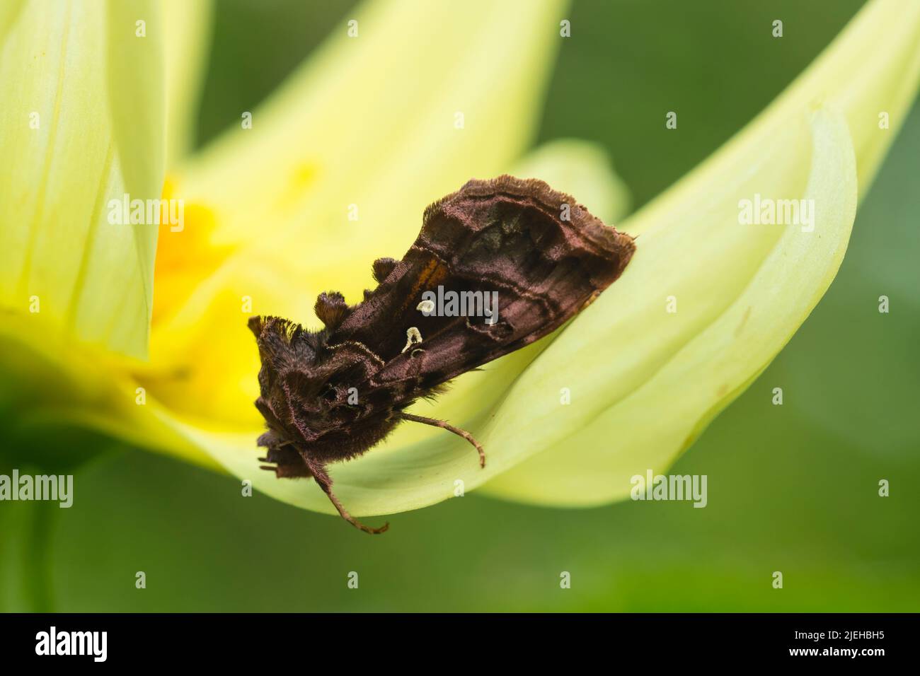 Schönes Golden Y, Autographa pulchrina, Motte auf einer Dahlia-Blume, Dumfries & Galloway, Schottland Stockfoto