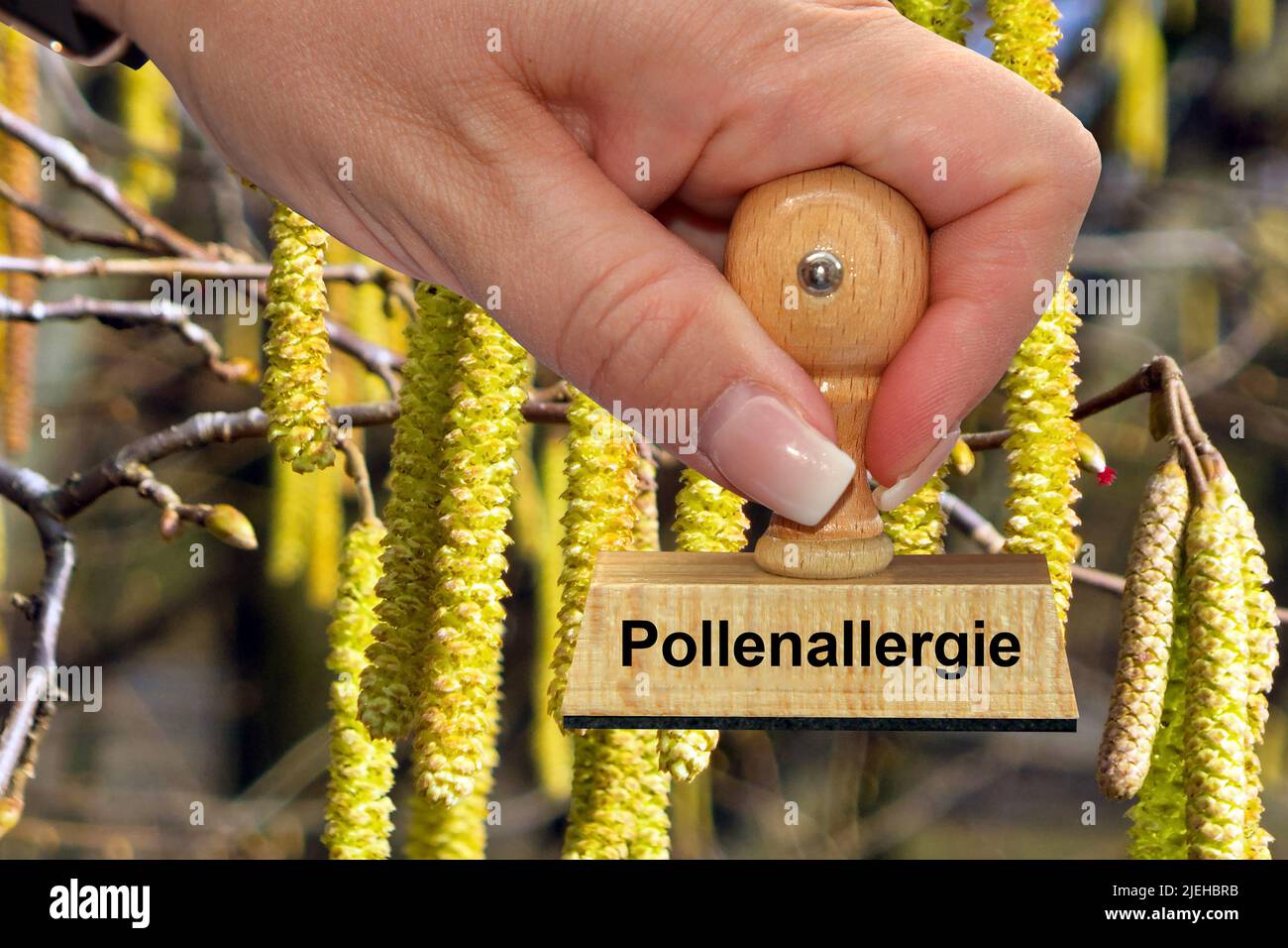 Blüten der Gemeinde Hasel - Haselnußstrauch, Hand mit Stemple, Pollenallergie, Stockfoto
