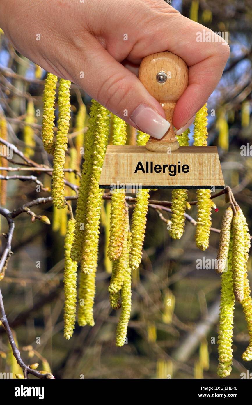 Blüten der Gemeinde Hasel - Haselnußstrauch, Hand mit Stempel, Allergie, Stockfoto