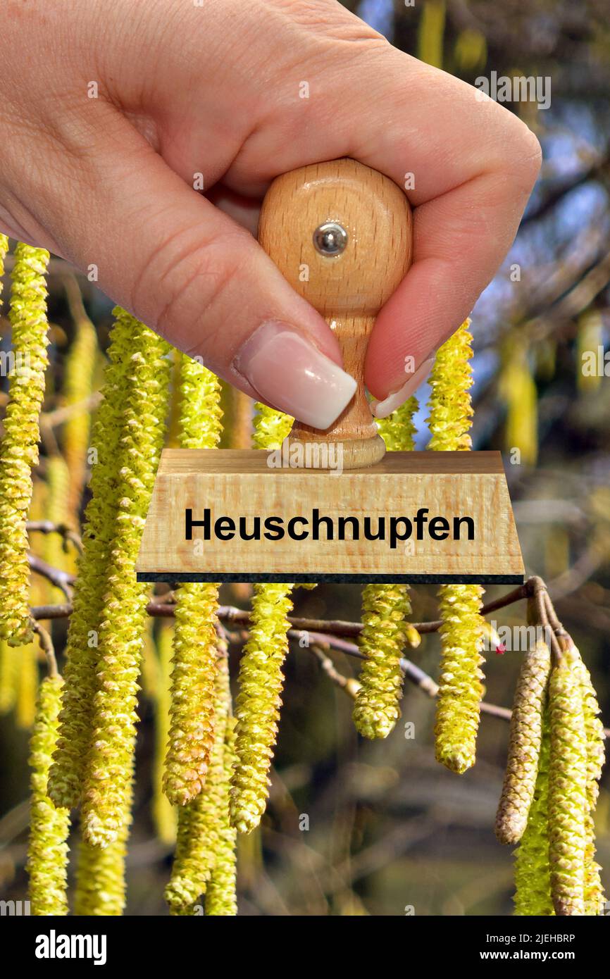 Blüten der Gemeinde Hasel - Haselnußstrauch, Stempel, Heuschnupfen, Stockfoto