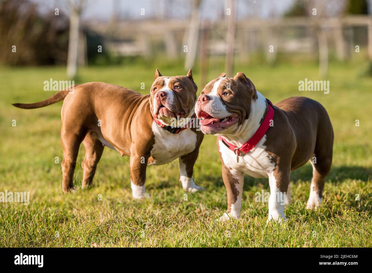 Zwei Chocolate Colour American Bully Hunde sind unterwegs Stockfoto