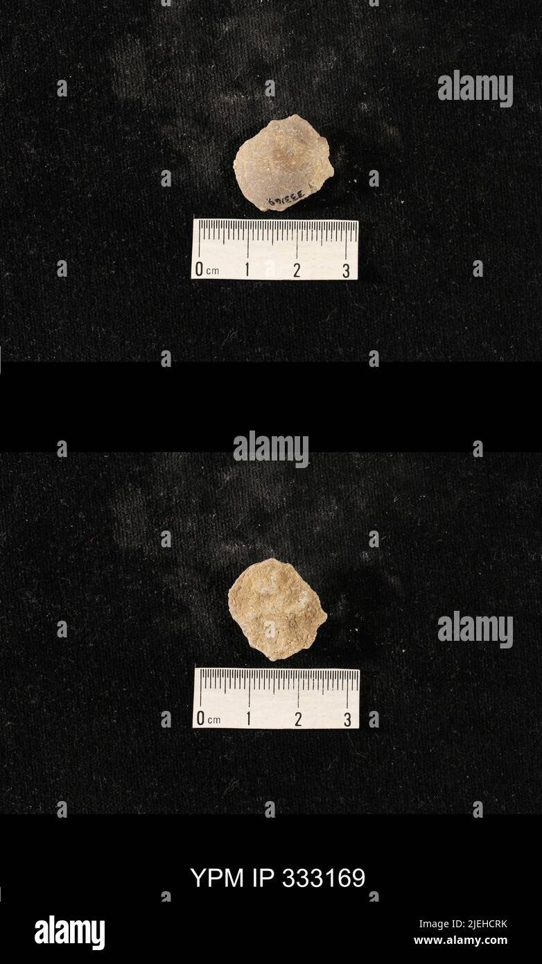 Rhipidomella sp. d'Orbigny. Stockfoto