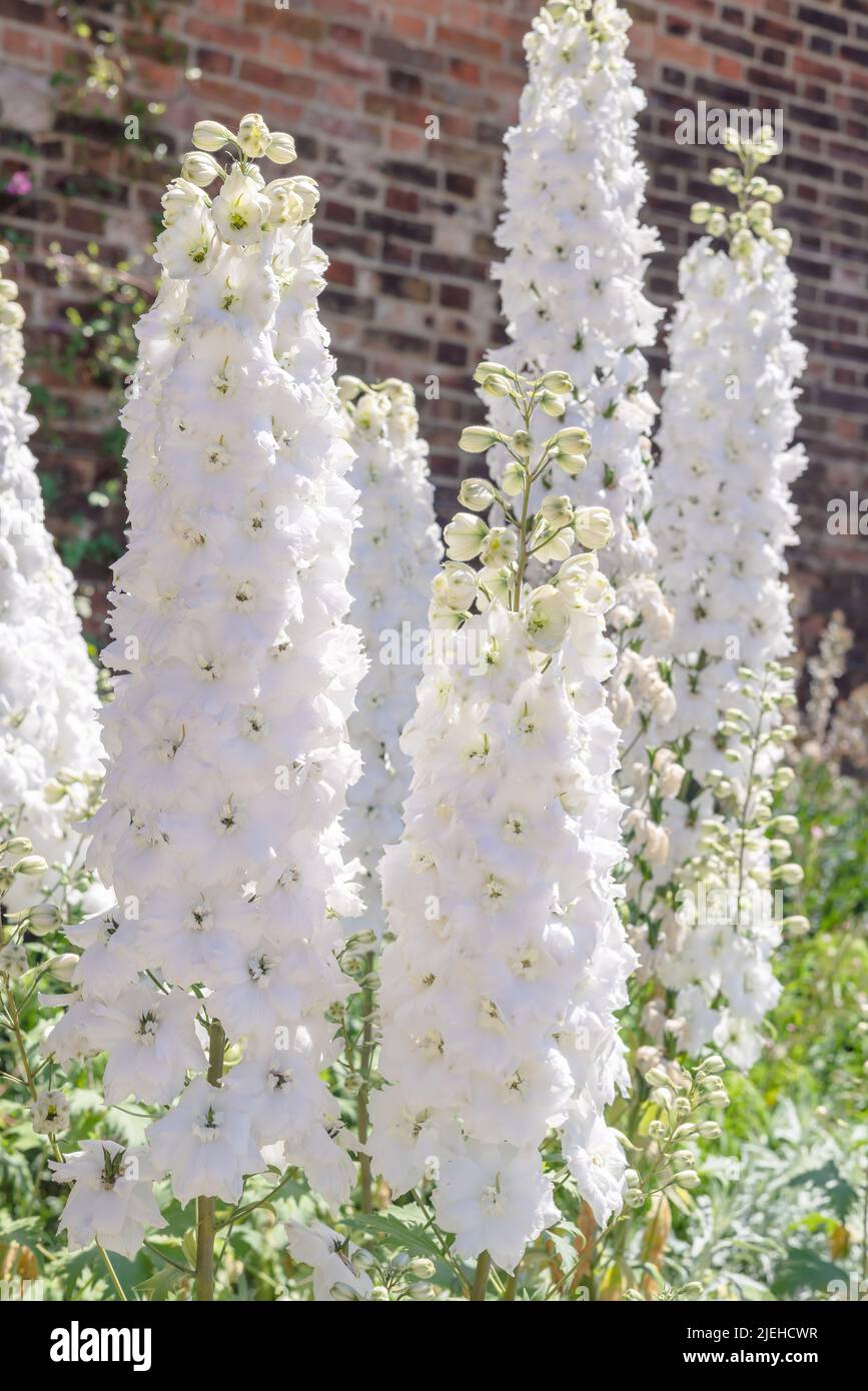 Majestätische hohe Ähren von dicht gepackten Doppelblüten, Delphinium Guardian White blühende Pflanze. Stockfoto