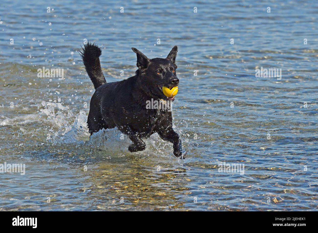 Tier, Tiere, Hund, Hunde, Border Collie apportiert Ball aus dem Wasser, Deutschland Stockfoto