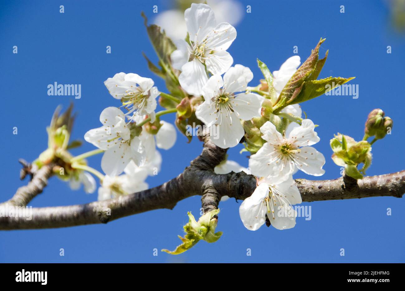 Blühender Kirschbaum, Zweig, Blüten, Blüten, Kirschblüten, Kischblüte, Obstbaum, Frühling, Stockfoto