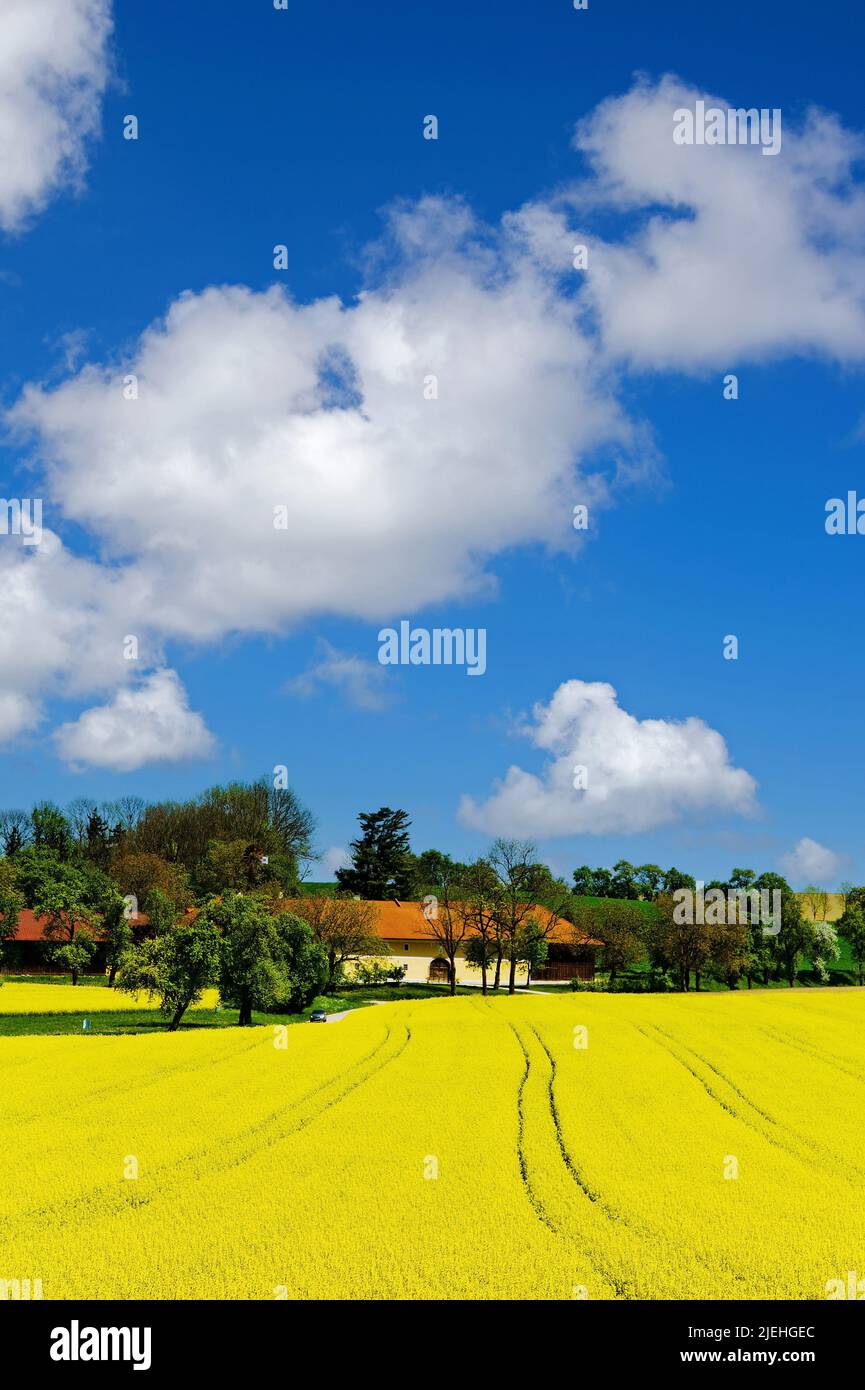 Ein blühendes Rapsfeld im Frühling vor einem Bauernhaus, blauer Himmel, Cumuluswolken, Stockfoto