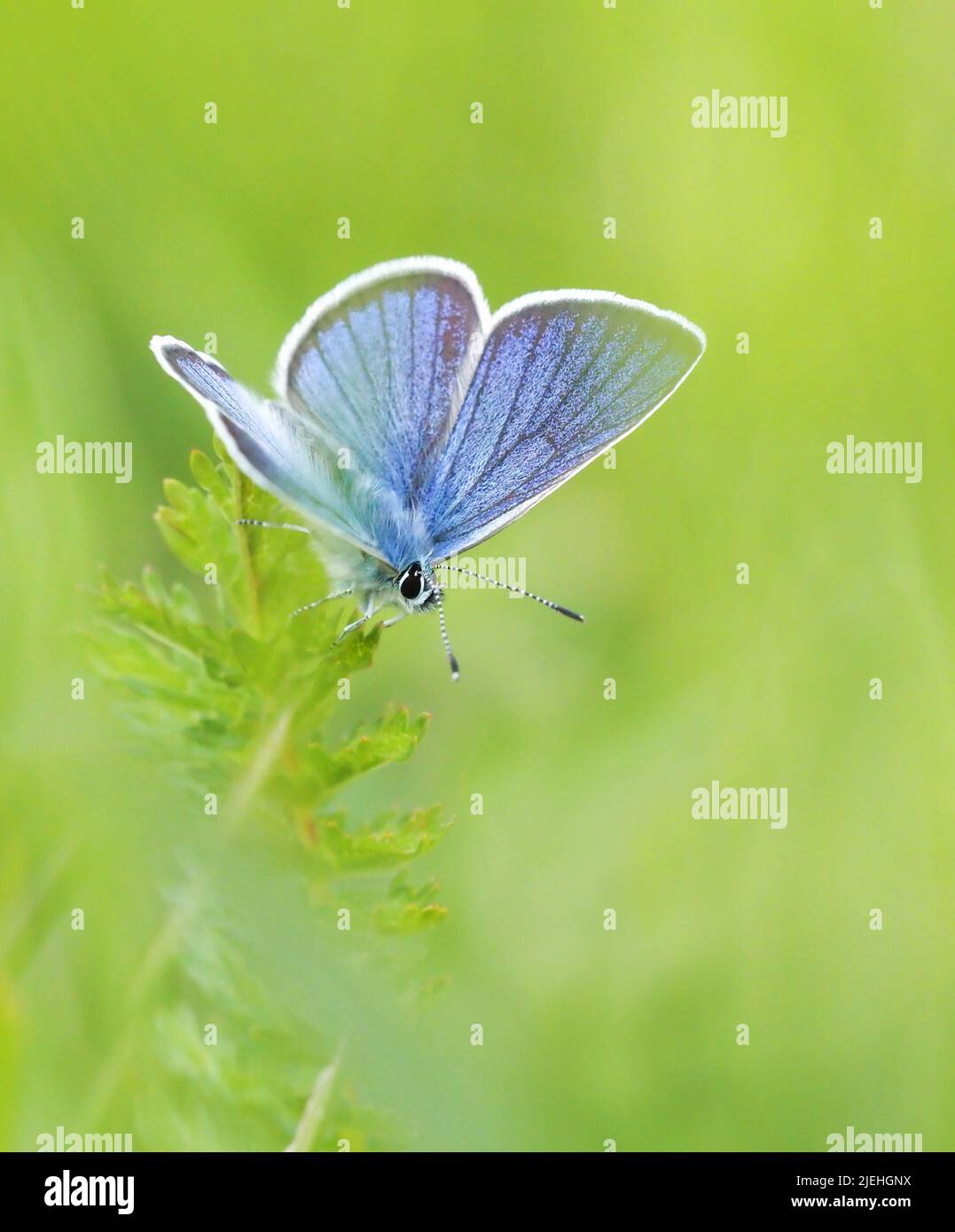 Blauer Schmetterling im Gras Stockfoto