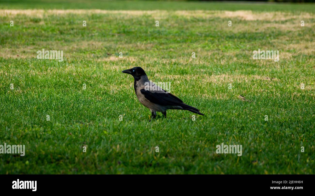 graue Krähe mit kapuze ruht auf einem grünen Rasen Stockfoto