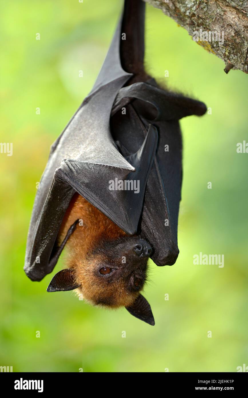 Flughund, Flugfuchs, (Pterops sp) , Tier, Tiere, Säugetier, Säugetiere, Fledertiere, Flughunde, Langnasenflughunde, Flugfüchse, Stockfoto