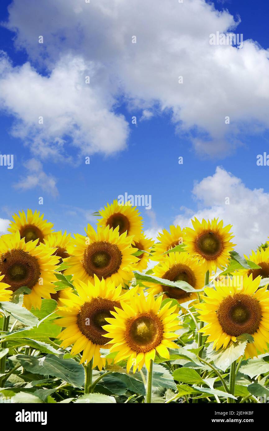 Viele Sonnenblumen in leuchtendem Gelb auf einem Feld, blauer Himmel, Cumuluswolken, Sommer, Stockfoto