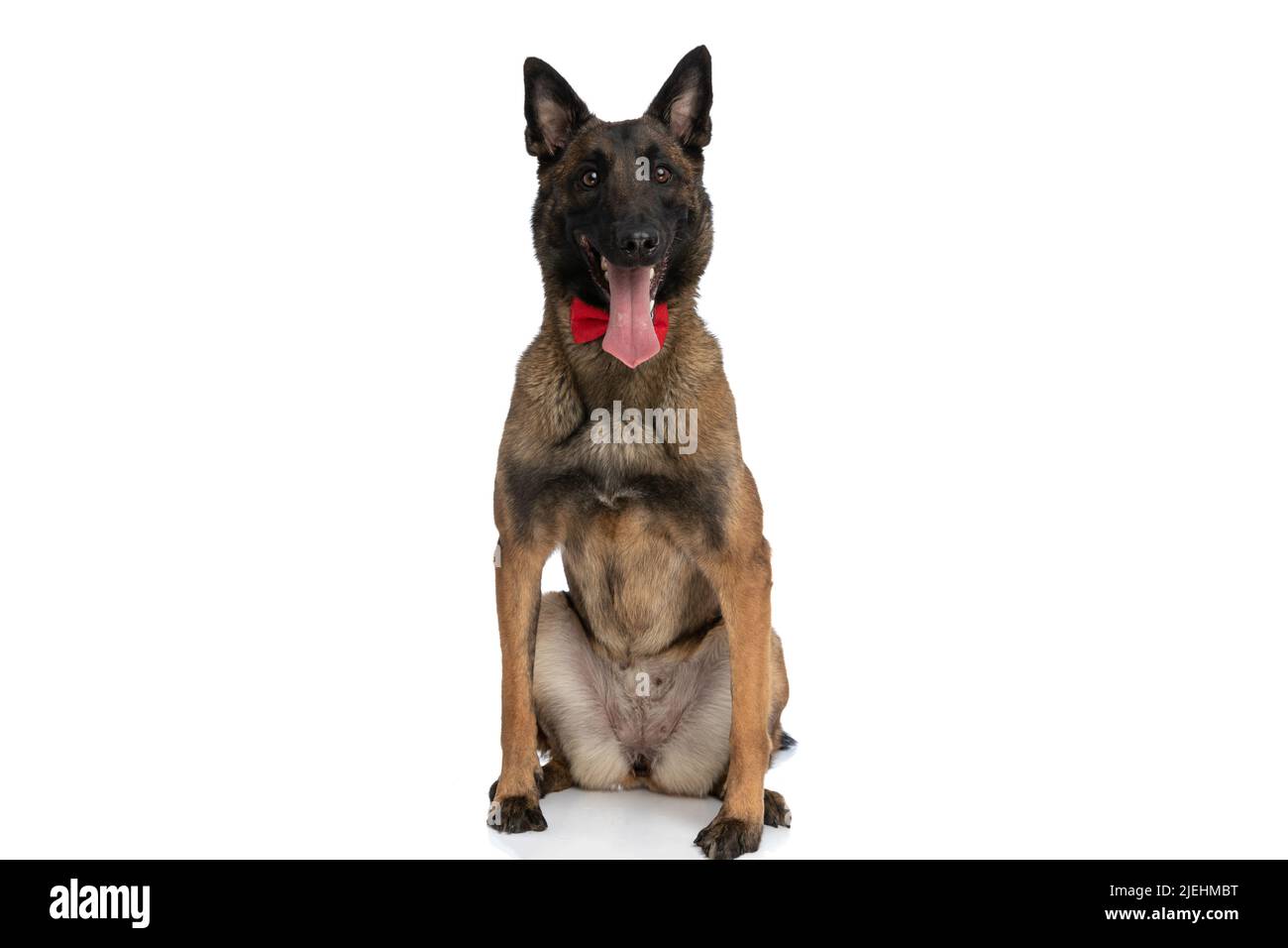 Eleganter malinois Hund mit roter Fliege keuchend und sitzend auf Hinterbeinen, glücklich und posiert auf weißem Hintergrund im Studio Stockfoto