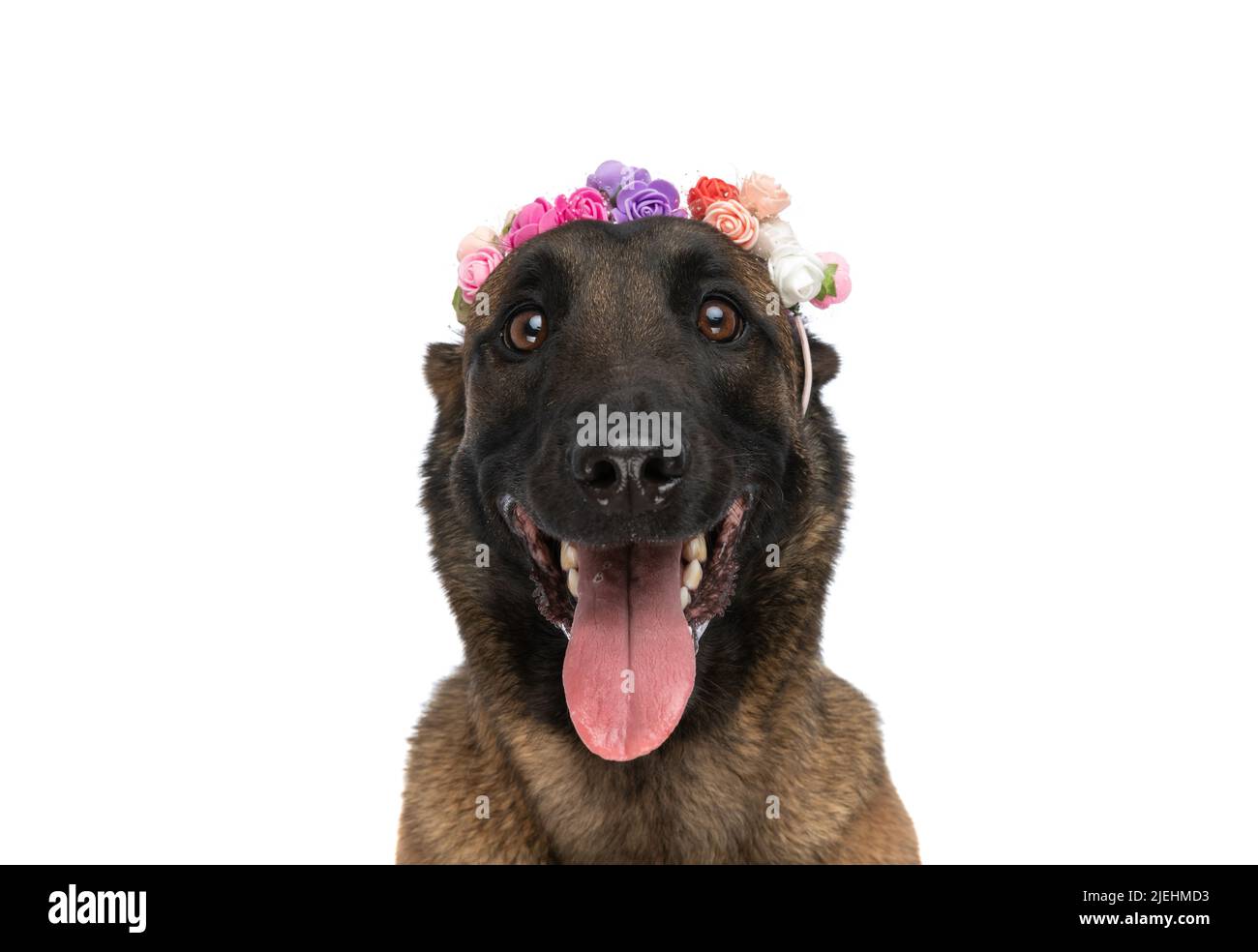 Süßer belgischer Schäferhund mit Blumen-Stirnband, die aus der Zunge herausragen und auf weißem Hintergrund im Studio keuchend sind Stockfoto