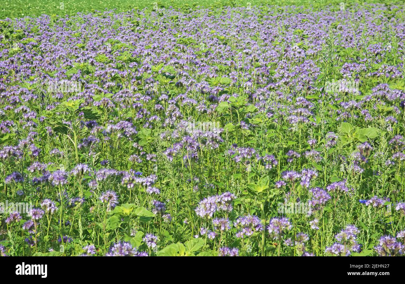 Landwirtschaftliches Feld mit unzähligen blühenden blauvioletten Blüten (Lacy Phacelia tanacetifolia) - Deutschland Stockfoto