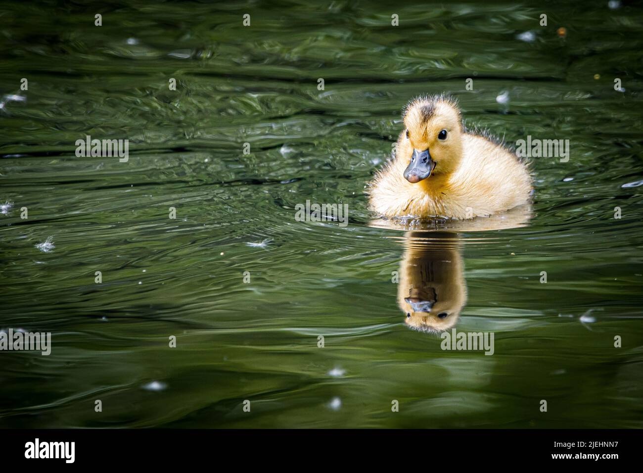 Schwimmen mit einmunter Ente Stockfoto