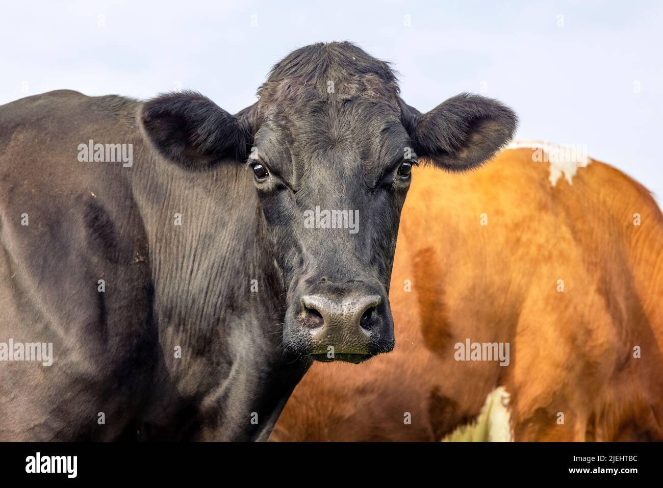 Schwarze Kuh, glänzend und hübsch, nosey aussehend, Kopfschuss, große ängstliche Augen Stockfoto