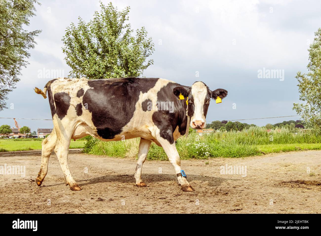Schwarz-weiße Kuh, auf dem Kuhweg gemolken zu werden, Euter, blaues Armband, vorbei an der Weide unter einem blauen Himmel Stockfoto