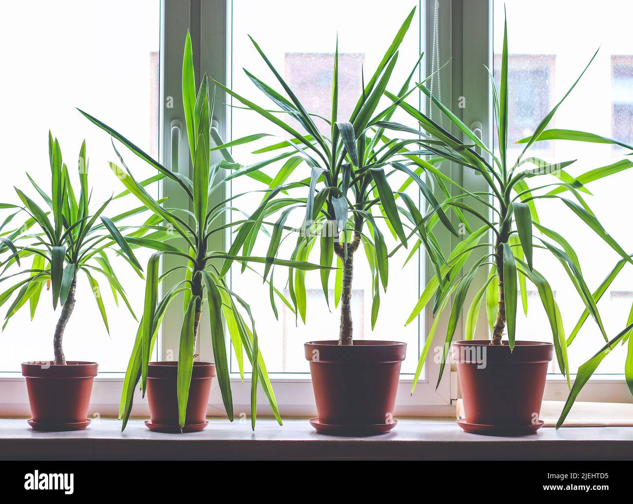Vier Dracanea marginata Zimmerpflanzen in Blumentöpfen auf Fensterbank Stockfoto