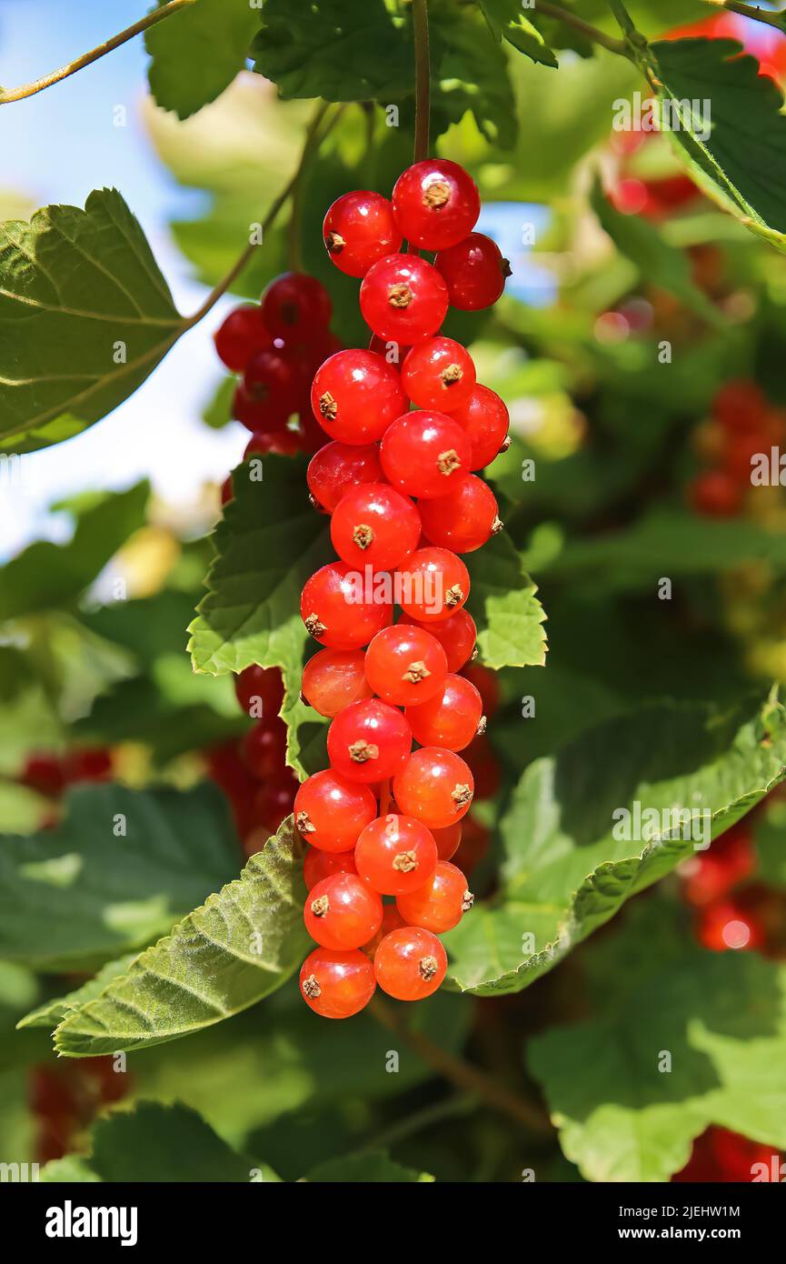 Nahaufnahme eines isolierten roten, reifen Strauches roter Johannisbeeren (ribes rubrum), die in der Buschstrauch-Pflanze hängen - Deutschland Stockfoto
