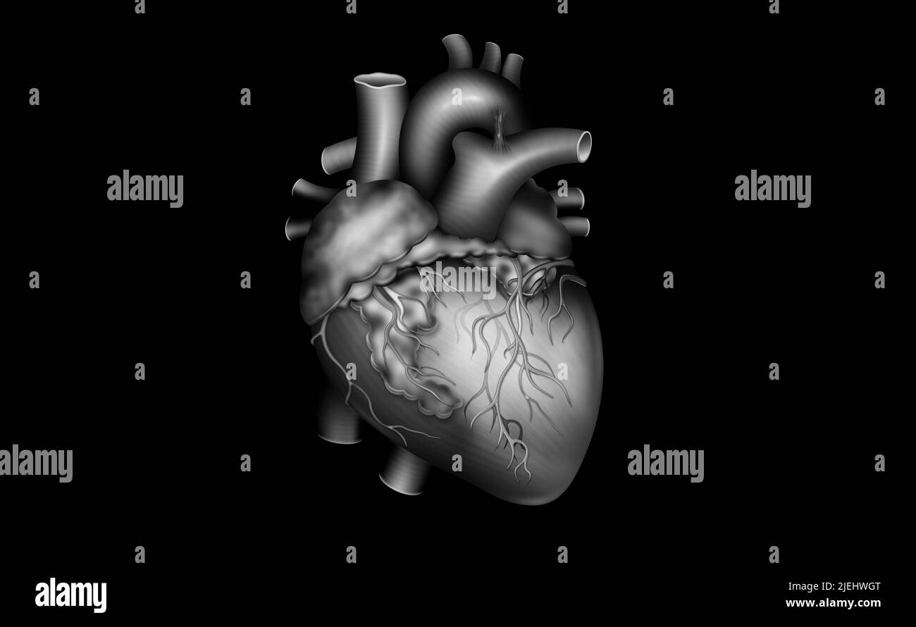 Modell des menschlichen Herzens. 3D Abbildung auf isoliertem Hintergrund. Medizin, Biologie, Kardiologie, Transplantologie Stockfoto