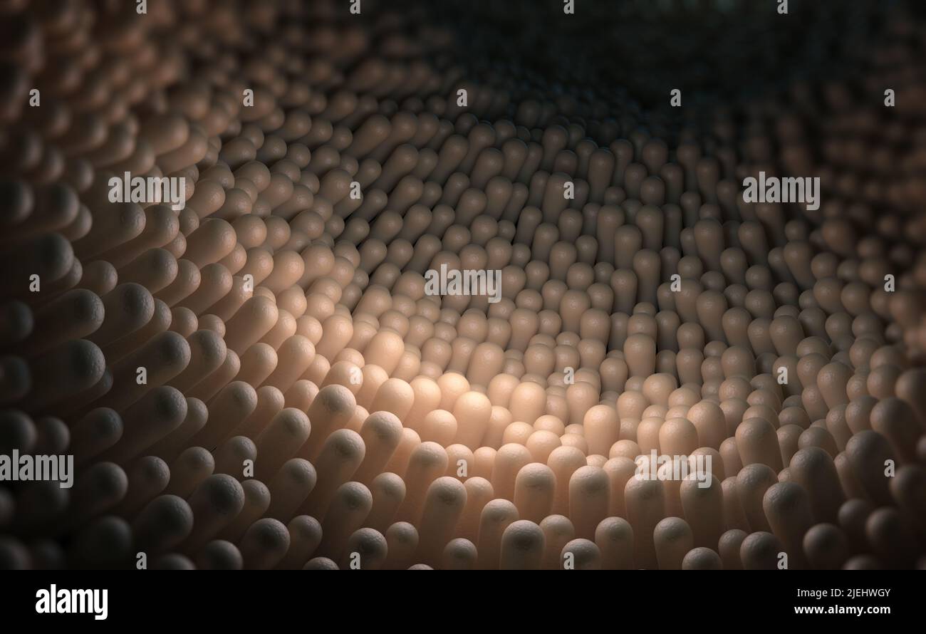 Menschlicher Darm, Schleimhaut, Darmzotten unter dem Mikroskop 3D Illustration Stockfoto