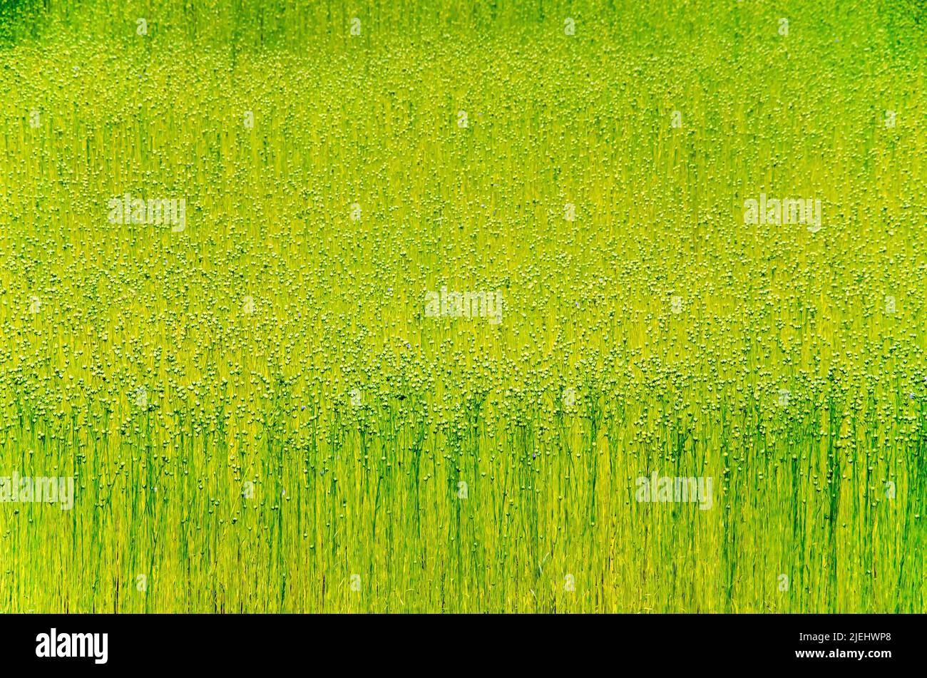 Fast abstraktes Bild eines Flachsfeldes zu Beginn des Sommers in der Region Noordwaard in den Niederlanden Stockfoto