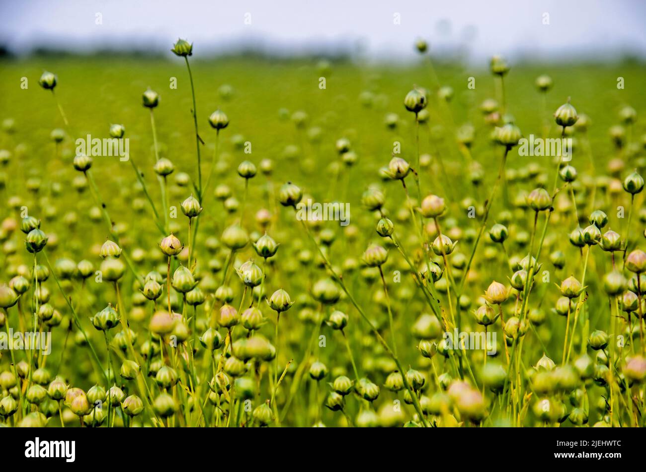 Nahaufnahme von Flachs auf einem Feld im Polder Noordwaard in den Niederlanden im Frühsommer Stockfoto