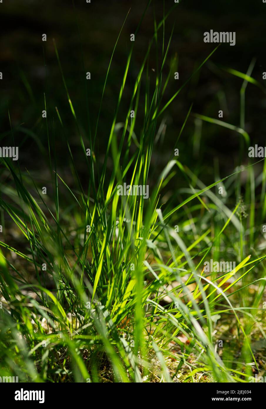 Grasbüschel im Sonnenlicht (von der rechten Seite) Stockfoto