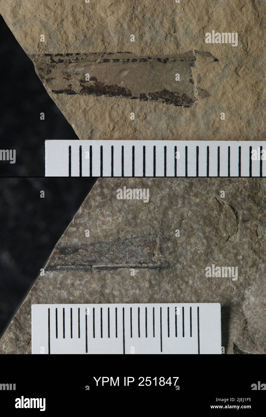 Eurypterida. Stockfoto