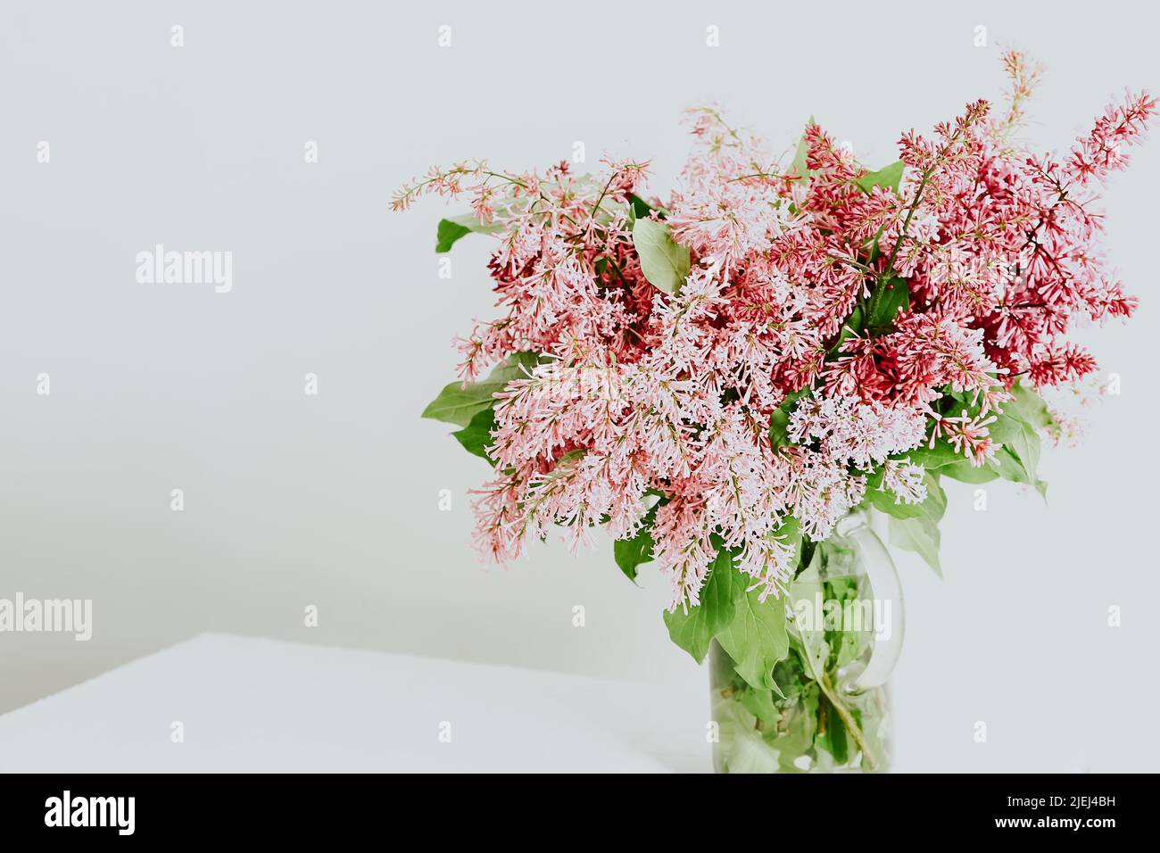 Strauß Flieder in einer Vase auf Weiß. Frühling Stockfoto
